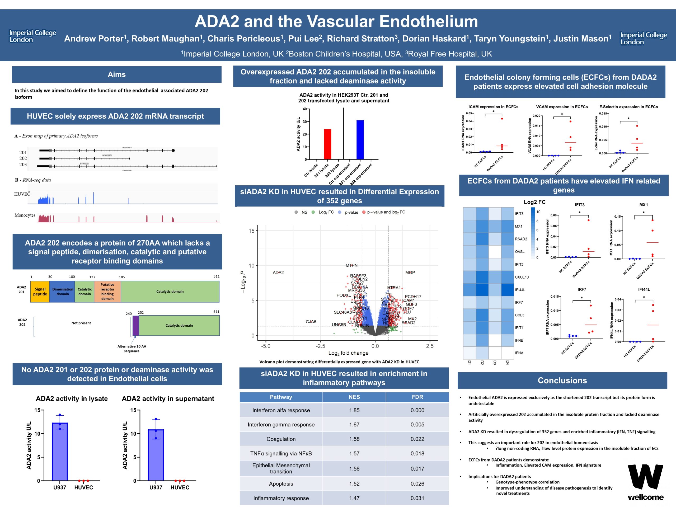 Andrew Porter - ADA2 and the Vascular Endothelium