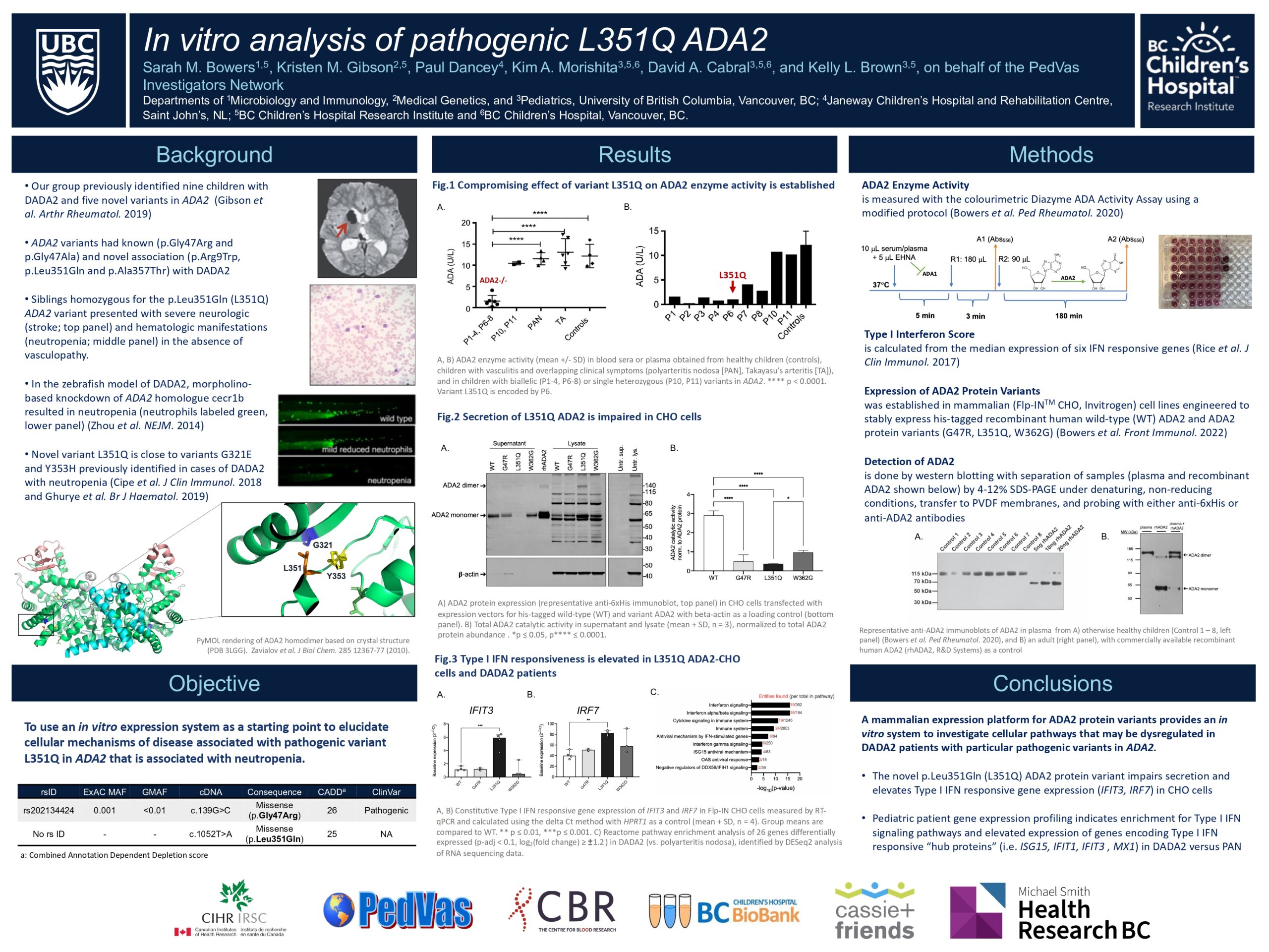 Sarah Bowers - In vitro analysis of pathogenic L351Q ADA2