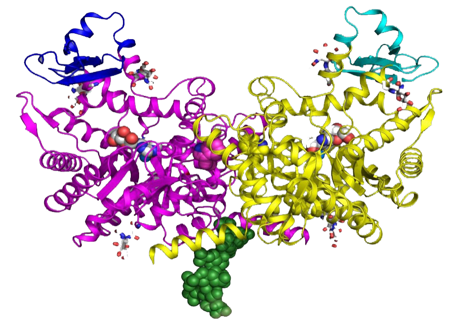 ADA2 Protein